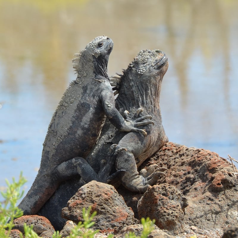 Galapagos Islands